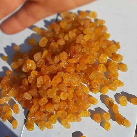 تهیه کشمش پلویی طلایی از انگور بی دانه