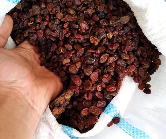 فروشندگان ویژه کشمش تیزابی پلویی فله