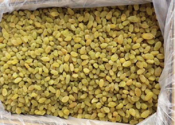 بازرگانی فروش کشمش سبز کارتونی