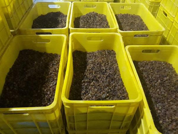 فروش کلی کشمش پلویی اعلا قوچان