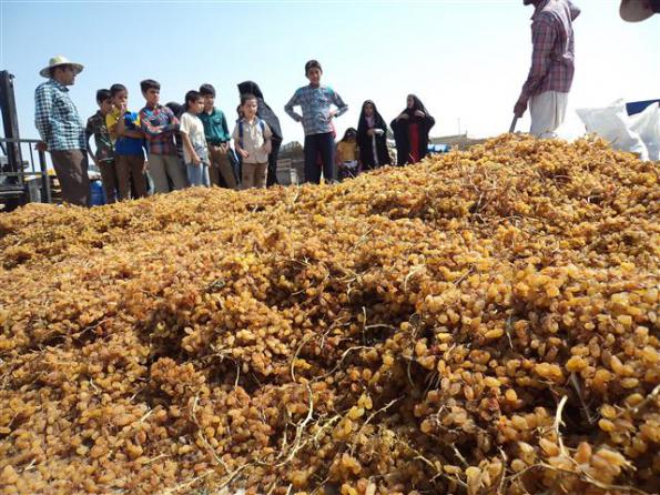 قیمت عمده کشمش پلویی کیلویی در بازار