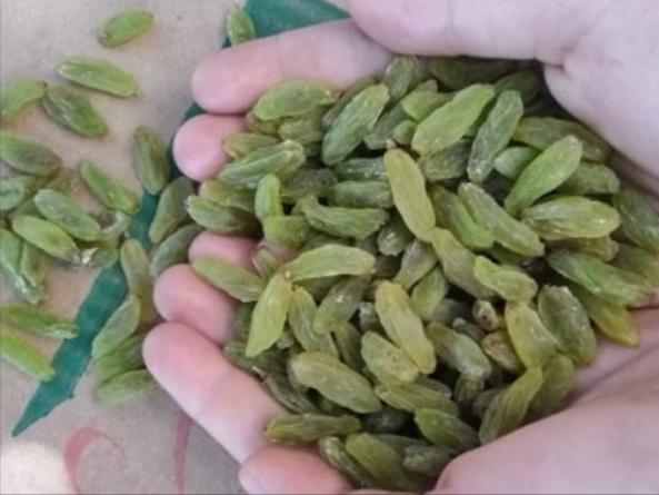 خواص انواع کشمش پلویی سبز