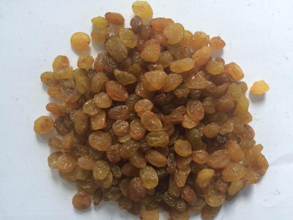 فروش انواع کشمش تیزابی صادراتی