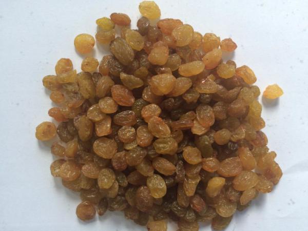 فروش انواع کشمش سایه خشک ملایر