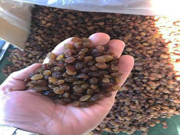 ارائه کنندگان کشمش پلویی کارتونی در بازار