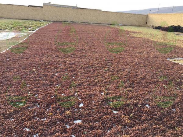 فروشنده بهترین کشمش پلویی