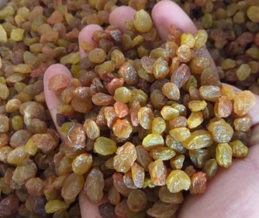 دلیل براق بودن ظاهر کشمش تیزابی چیست؟