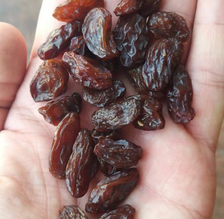 ارائه کننده کشمش سلطانی ملایر