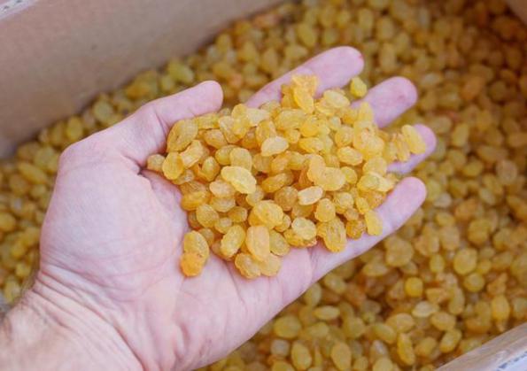 فروشگاه عرضه کشمش تیزابی طلایی درجه یک